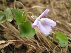 Viola sacchalinensis