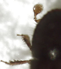 Coccotrypes dactyliperda