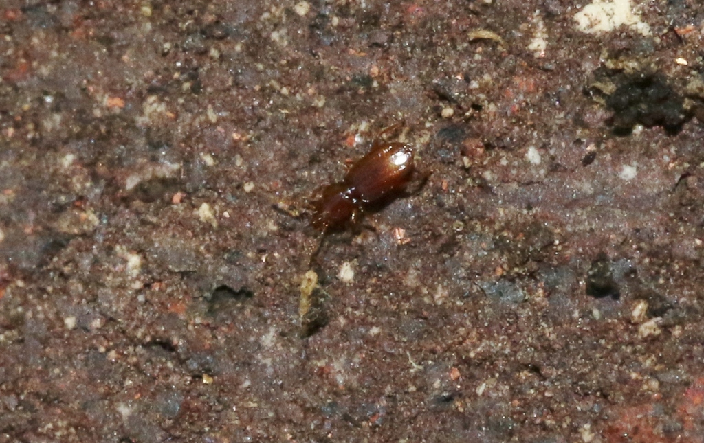 Pelodiaetus nunni