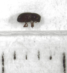 Coccotrypes dactyliperda