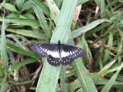 Catasticta flisa flisoides