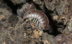 Eluma caelata