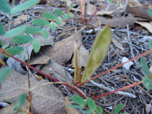 Image of Calliandra humilis by (c) Alexis López Hernández, some rights reserved (CC BY)