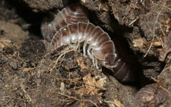 Eluma caelata