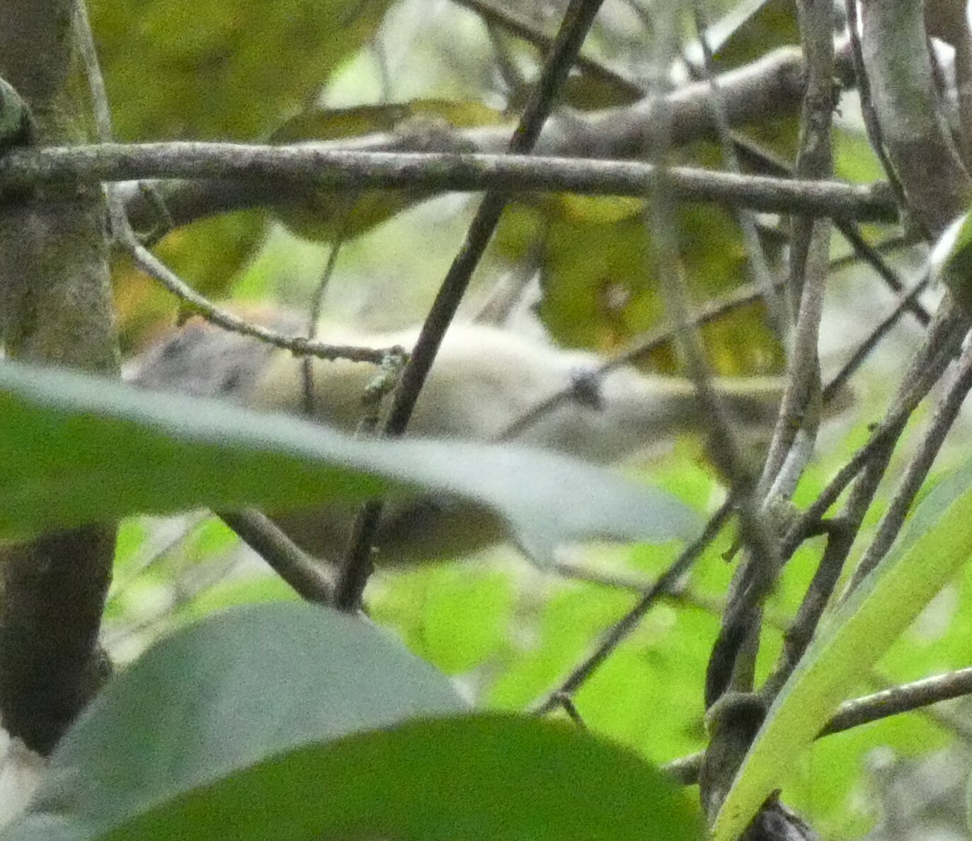 Grey-eyed Greenlet illustration