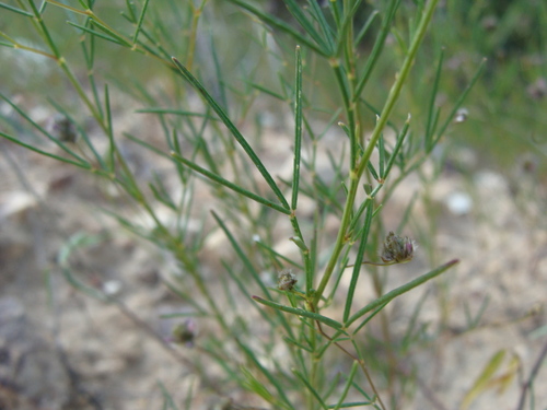 Image of Dalea filiformis by (c) Alexis López Hernández, some rights reserved (CC BY)