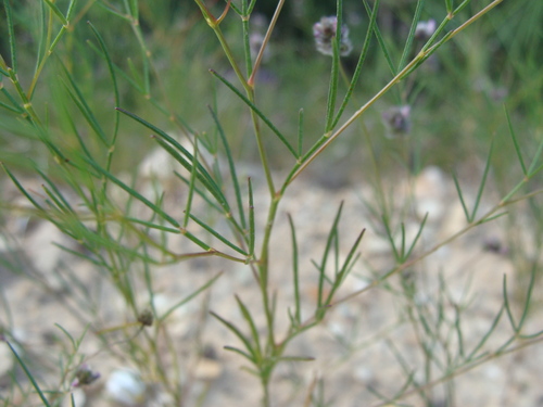 Image of Dalea filiformis by (c) Alexis López Hernández, some rights reserved (CC BY)