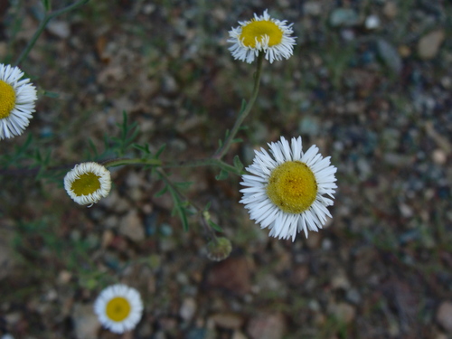 Image of Erigeron neomexicanus by (c) Alexis López Hernández, some rights reserved (CC BY)