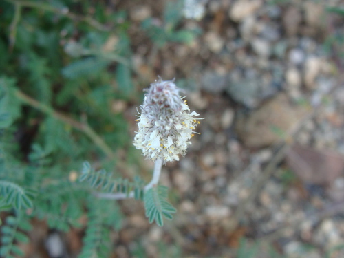 Image of Dalea albiflora by (c) Alexis López Hernández, some rights reserved (CC BY)