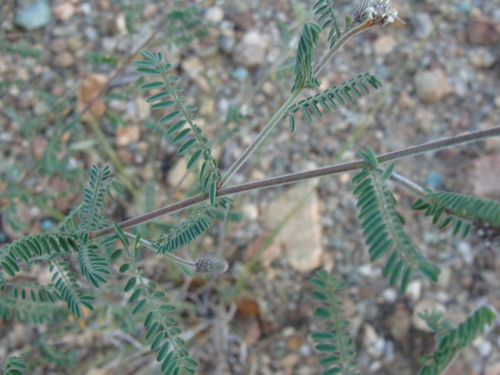 Image of Dalea albiflora by (c) Alexis López Hernández, some rights reserved (CC BY)