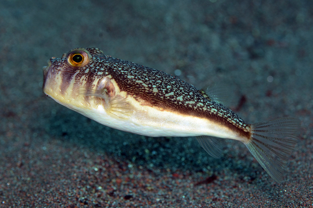 Cheek-barred toadfish (Torquigener hypselogeneion) — Tetraodontidae