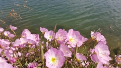 Oenothera speciosa
