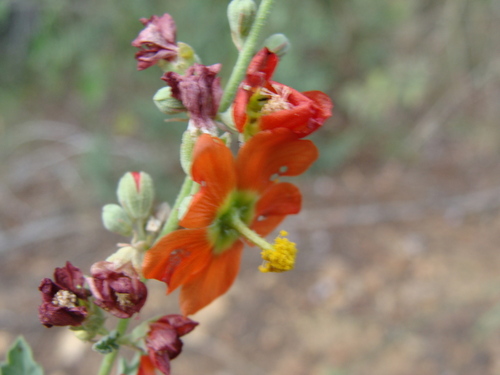 Image of Sphaeralcea fendleri by (c) Alexis López Hernández, some rights reserved (CC BY)