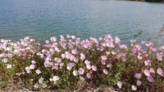 Oenothera speciosa