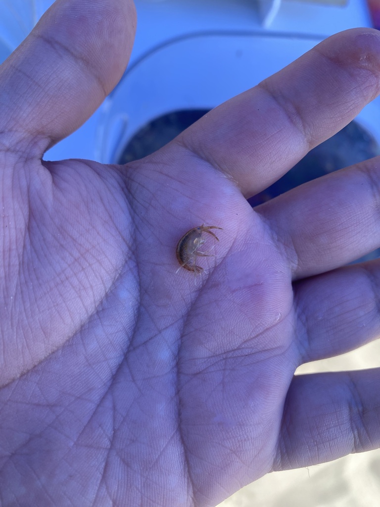 Parhyalella penai
