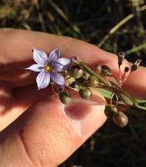 Sisyrinchium albidum