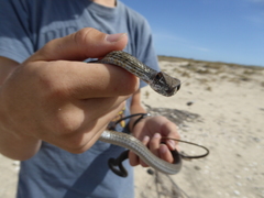 Masticophis fuliginosus
