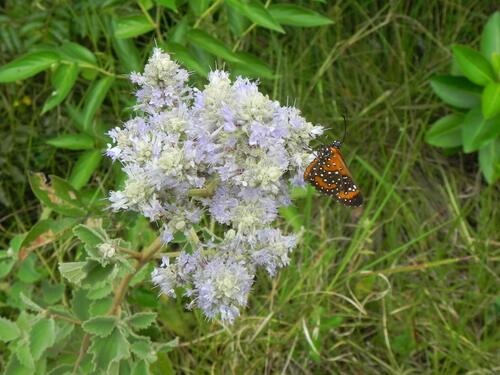 Image of Cantinoa Althaeifolia (Cantinoa althaeifolia) by (c) Thomaz Ricardo Favreto Sinani, some rights reserved (CC BY)
