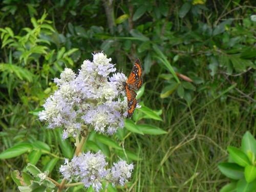 Image of Cantinoa Althaeifolia (Cantinoa althaeifolia) by (c) Thomaz Ricardo Favreto Sinani, some rights reserved (CC BY)