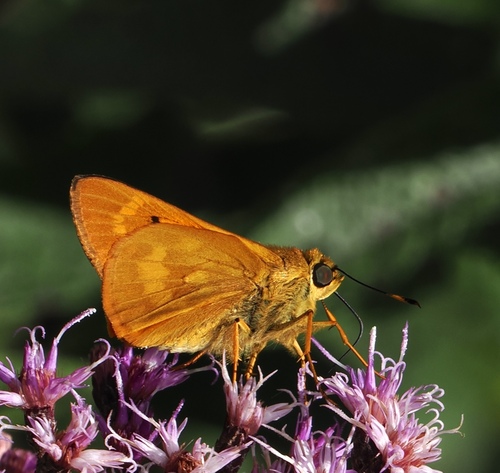 Libra anatolica