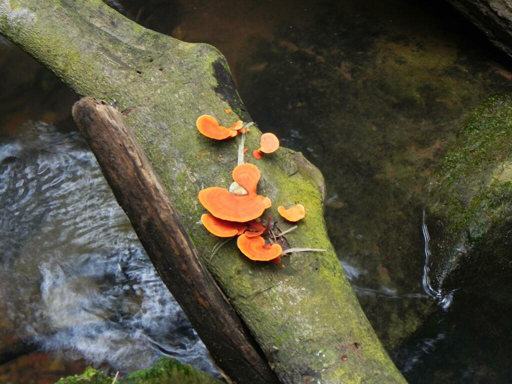 Trametes sanguinea · July 2015 · photo: © trfsinani (iNaturalist, cc-by)