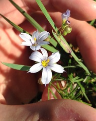 Sisyrinchium albidum