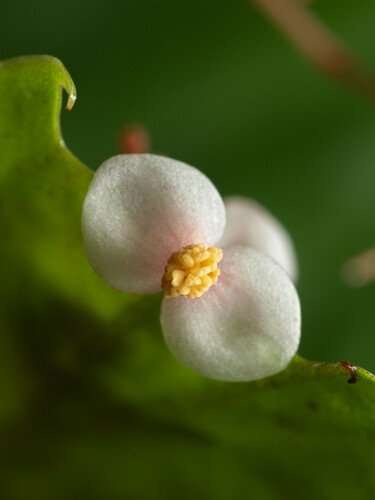 Begonia palawanensis observed 2024-02-01