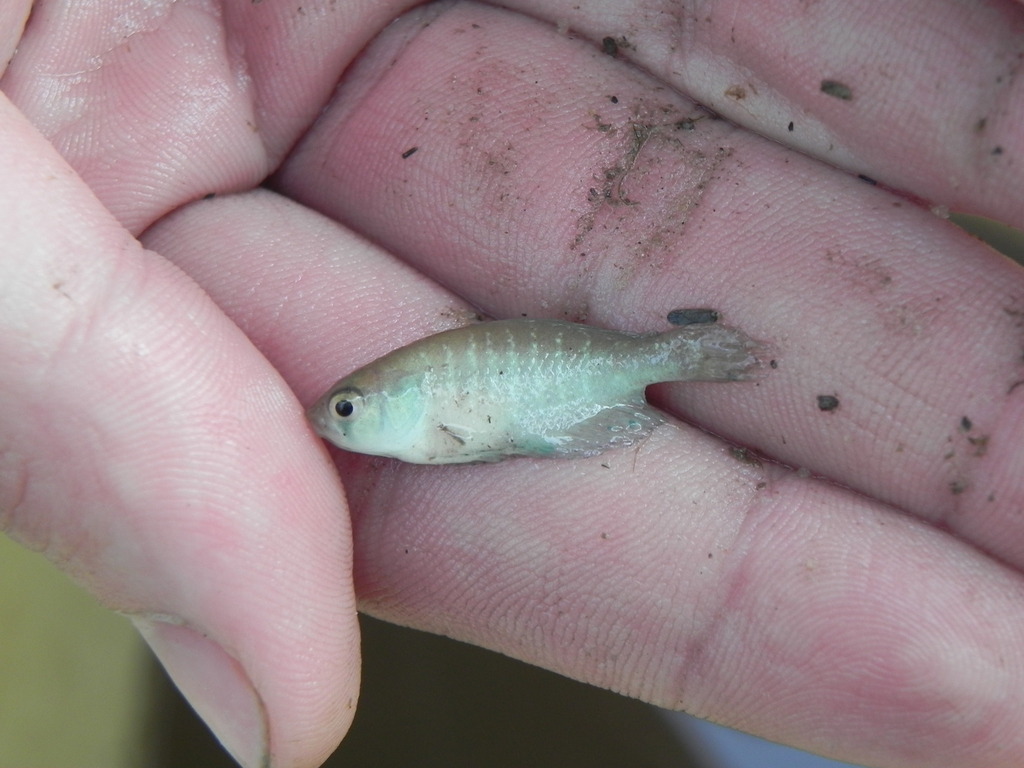 Yelloweye Pearlfish
