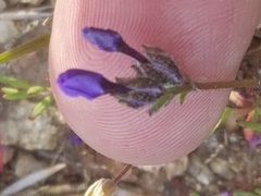 Allophyllum gilioides