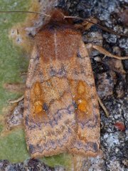 Eupsilia tristigmata