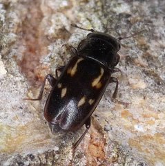 Glischrochilus vittatus