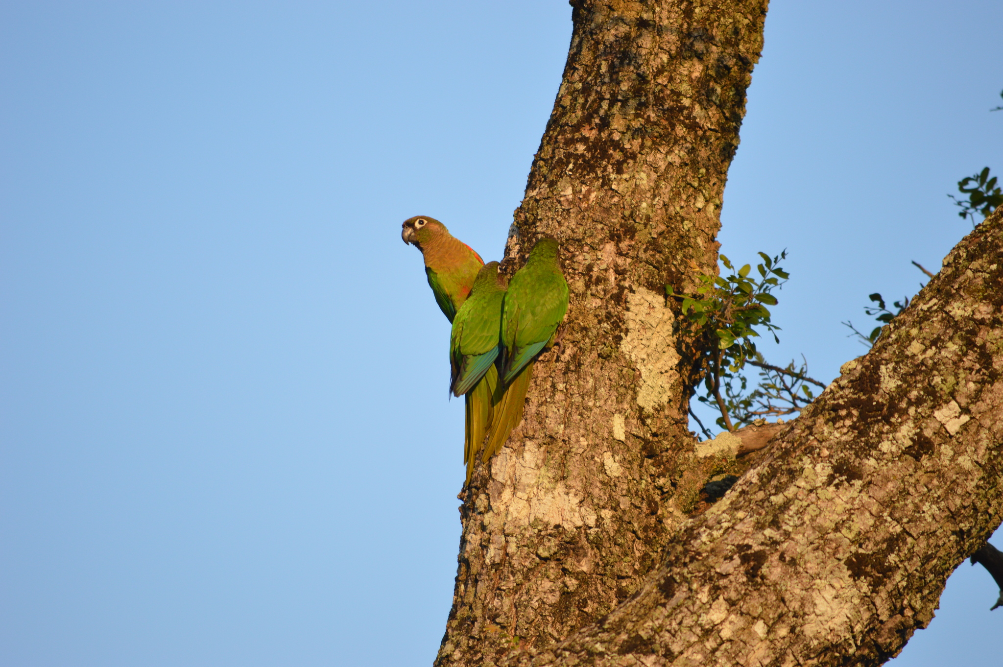 Blaze-winged Parakeet illustration
