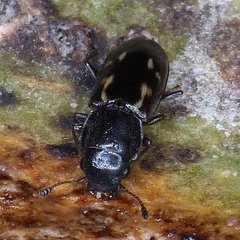 Glischrochilus vittatus