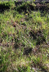 Sisyrinchium albidum