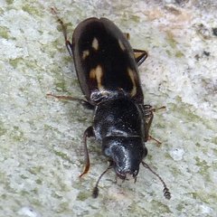 Glischrochilus vittatus