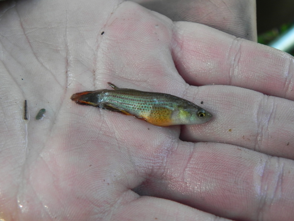 Neofundulus paraguayensis