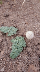 Cymopterus globosus