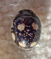 Hyperaspis octonotata