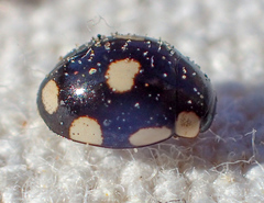 Hyperaspis octonotata