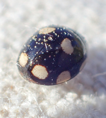 Hyperaspis octonotata