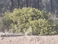 Arctostaphylos glauca