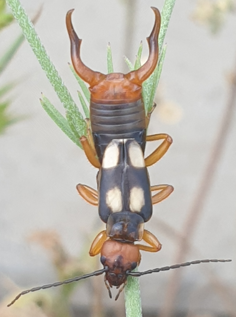 Anechura bipunctata