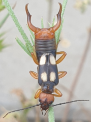 Anechura bipunctata