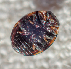 Hyperaspis octonotata