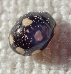 Hyperaspis octonotata