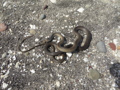 Masticophis fuliginosus