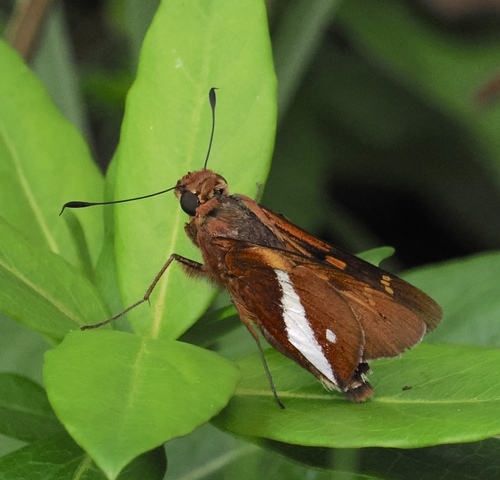 Xeniades victoria