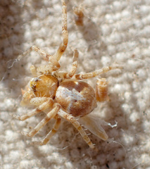 Philodromus pinyonelis