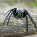 Tube-dwelling Spider - Photo (c) Lmbuga Commons, some rights reserved (CC BY-SA)