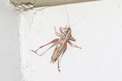 Conocephalus bilineatus